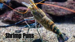 Read more about the article 301 Hilarious Shrimp Puns to Add Some Sizzle to Your Day 2025