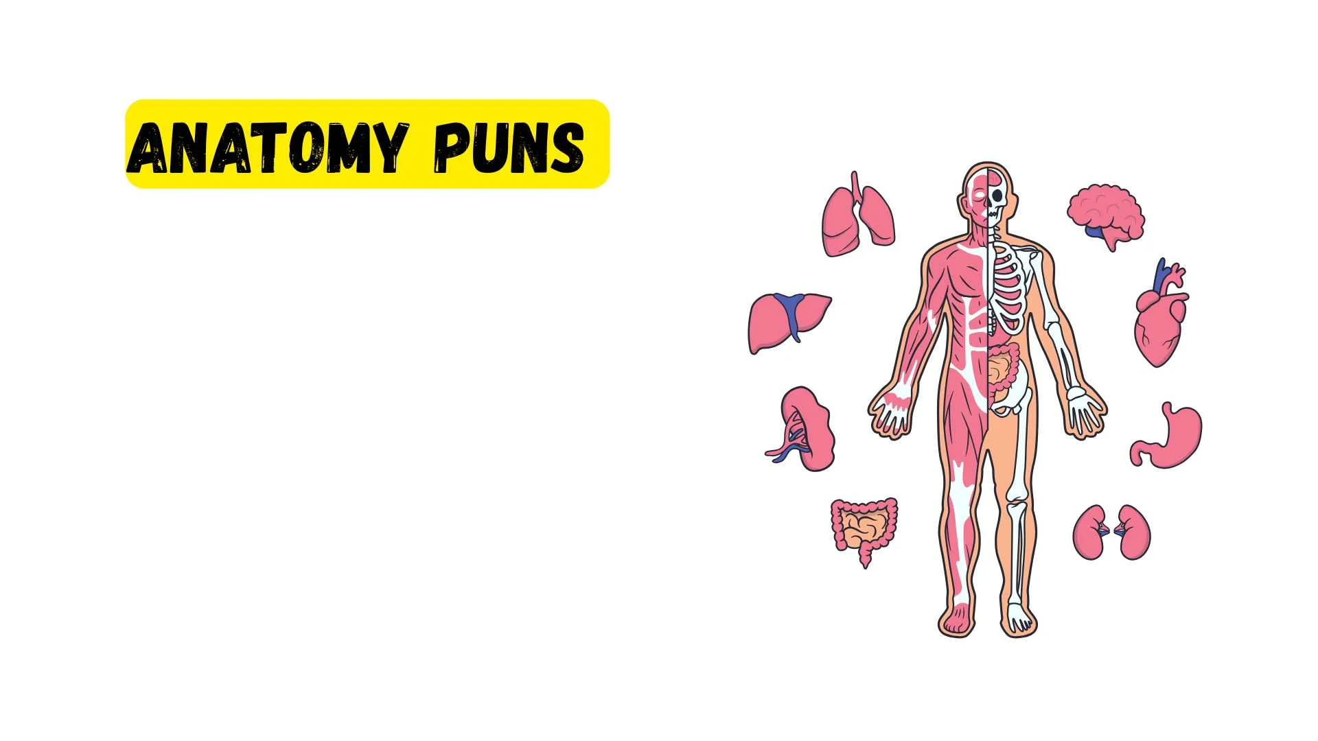 You are currently viewing 214 Hilarious Anatomy Puns to Tickle Your Funny Bone 2025