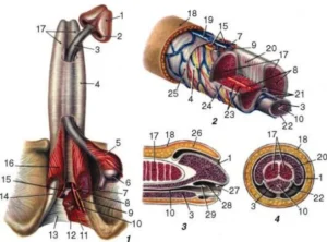 Read more about the article 312 Top Penis Puns for a Good Laugh 2025